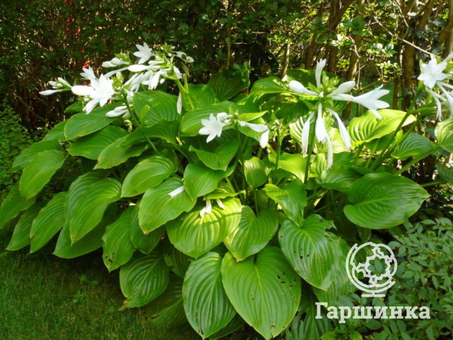 Хоста подорожниковая