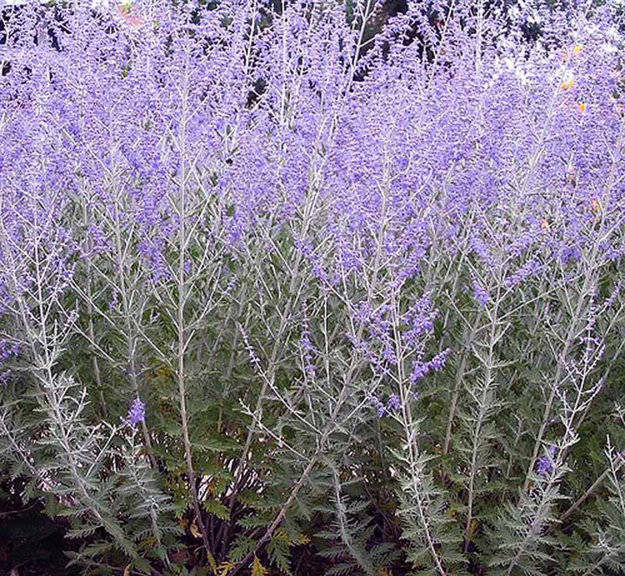 Сальвия многолетняя серебристая Полынь