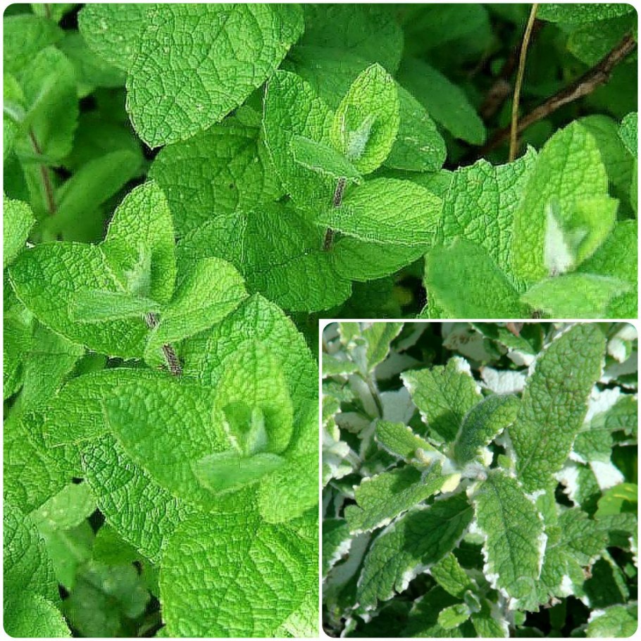 Мята круглолистная