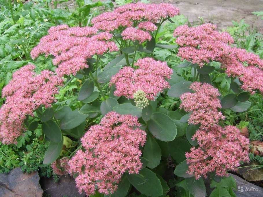 Седум Трелиза