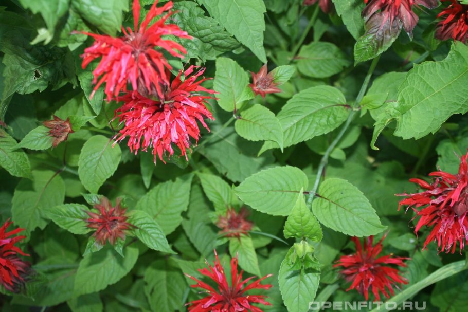 Мята монарда бергамот