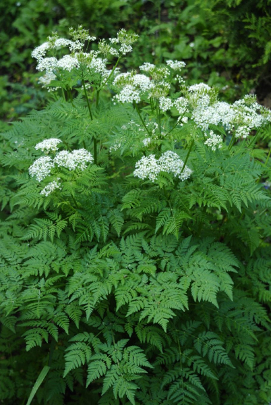 Миррис трава