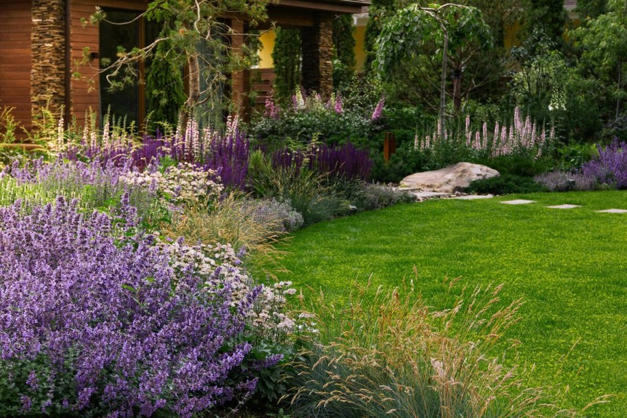 Лаванда котовник шалфей