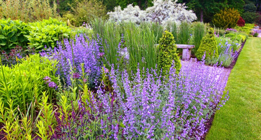 Лаванда котовник иссоп