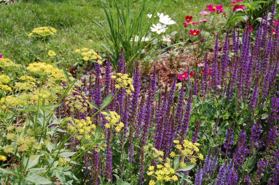 Perovskia atripl. Lacey Blue