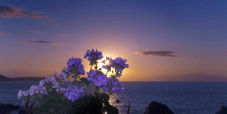 Цветы на фоне моря