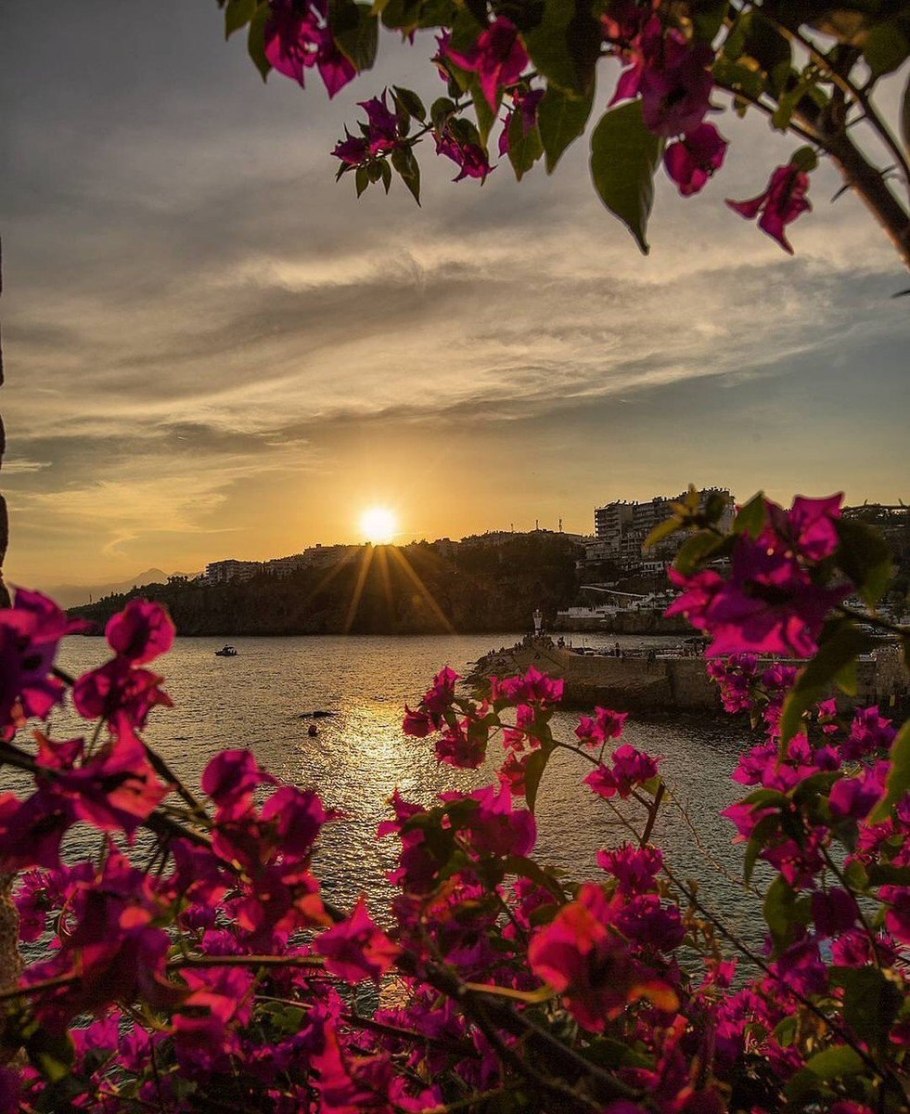 Красивые цветы на закате