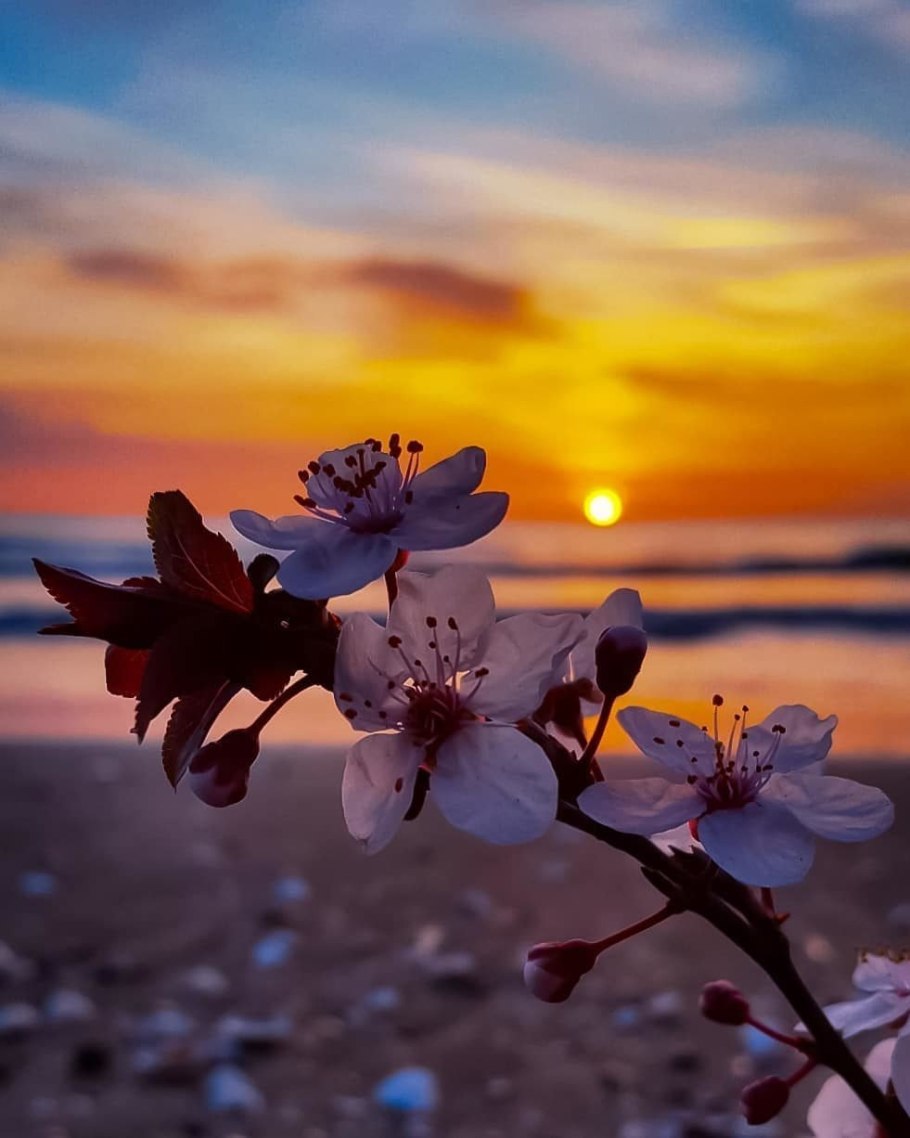 Цветы на закате