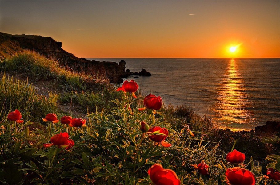 Море цветов на закате