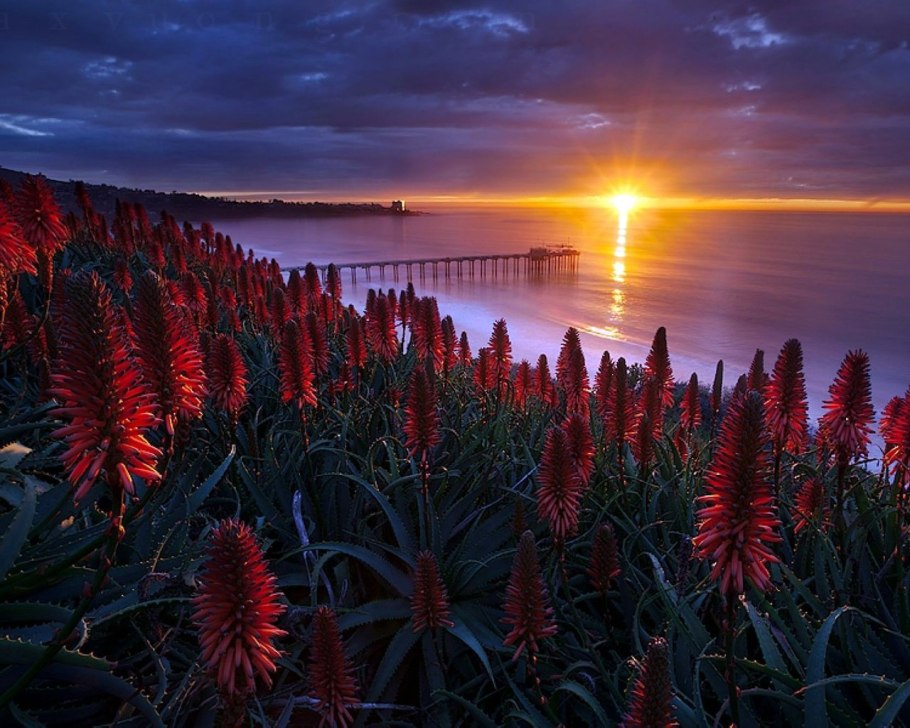 Море закат цветы