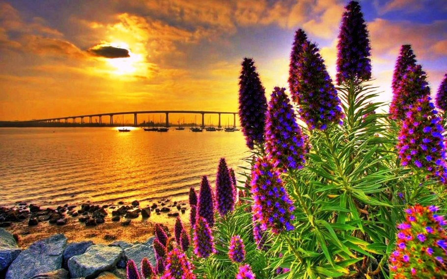 Закат вода цветы