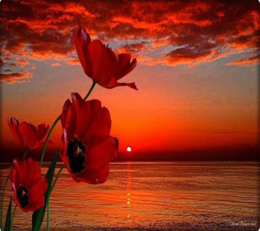 Цветы на фоне заката