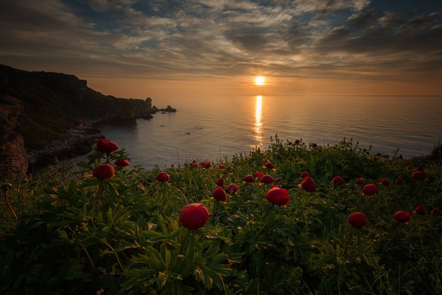 Море закат цветы