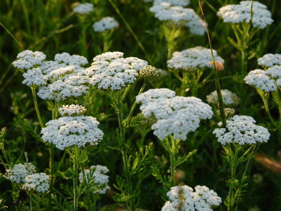 Полевые цветы тысячелистник