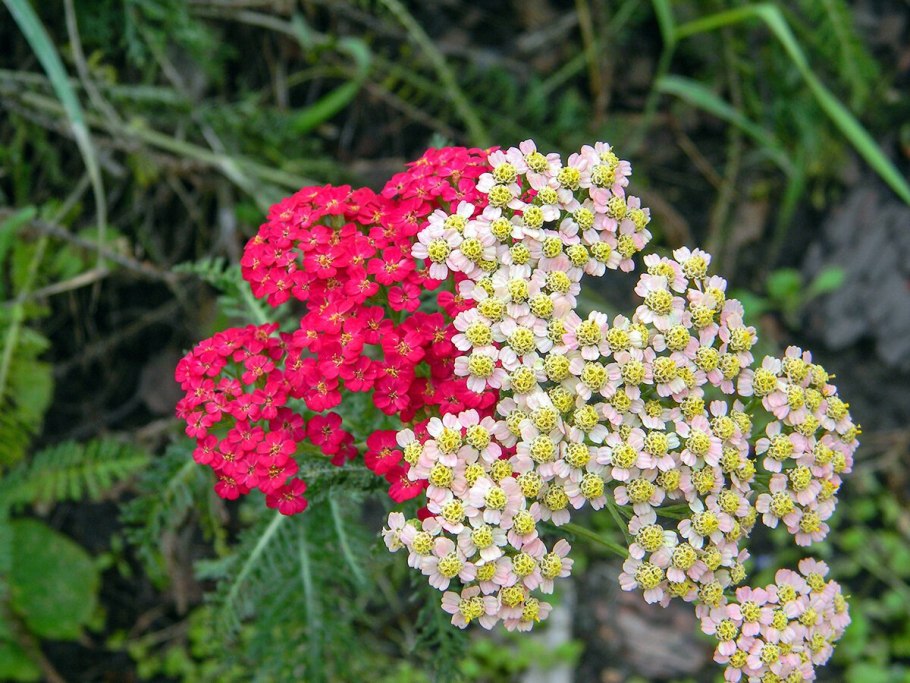 Achillea millefolium 'Cameo'.