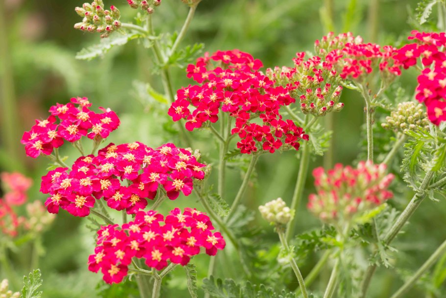 Тысячелистник зонтичный Achillea umbellata