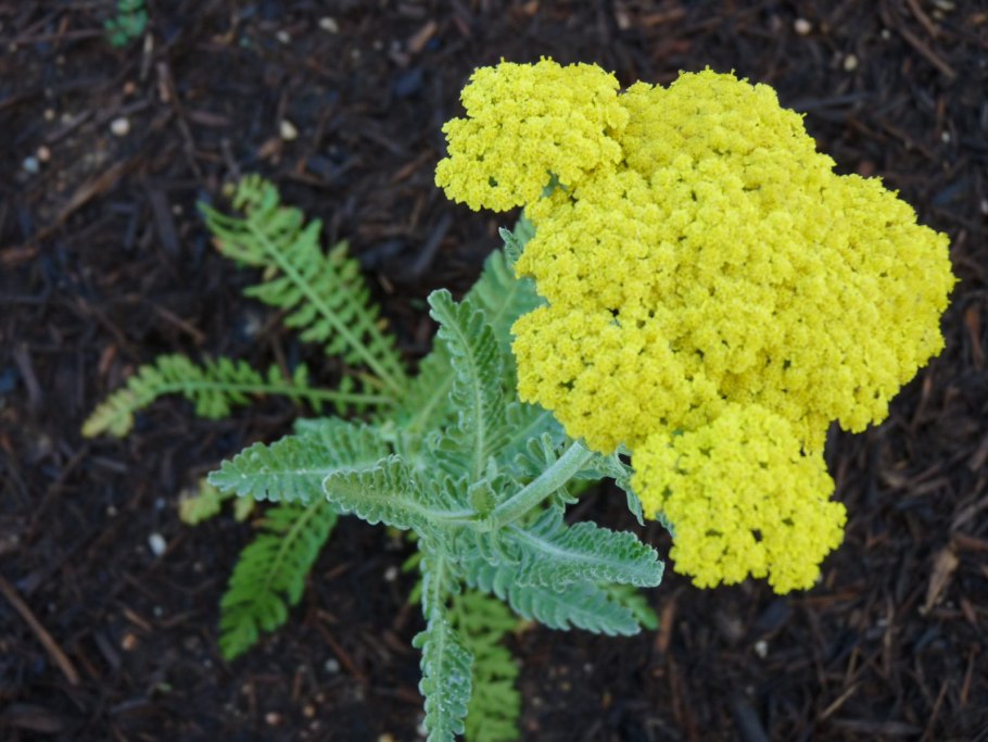 Ахиллея Муншайн тысячелистник