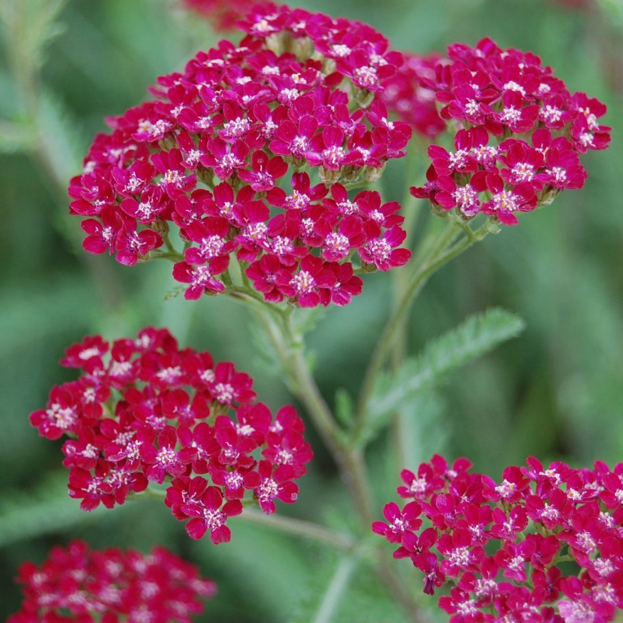 Тысячелистник Walther Funcke