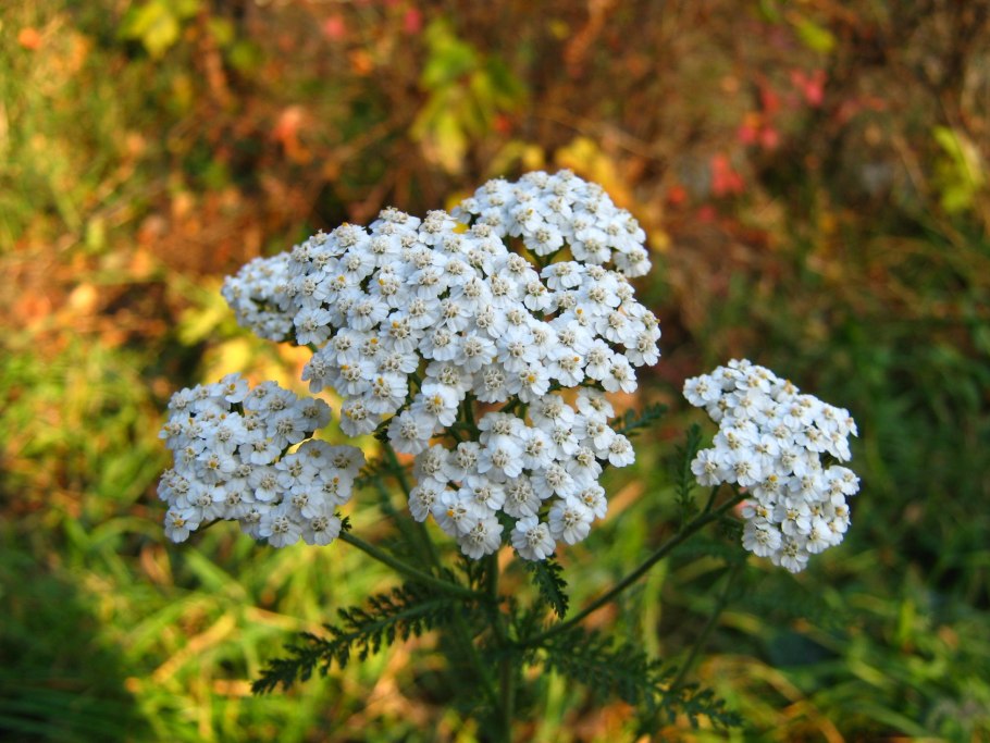 Yarrow Flower