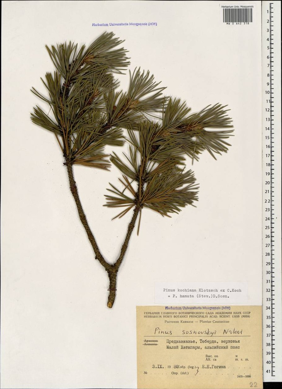Pinus Sylvestris Cone