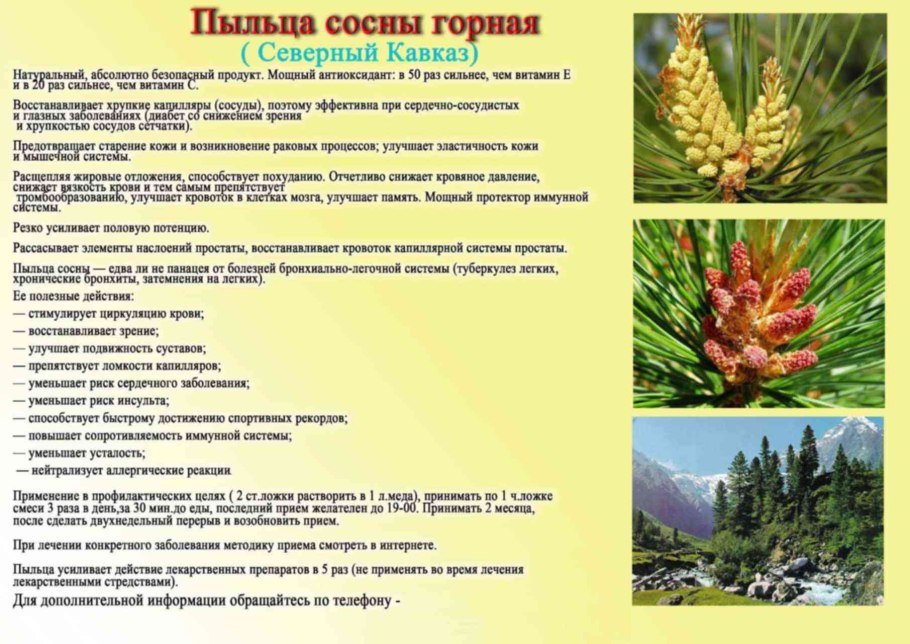 Сосновая пыльца лечебные