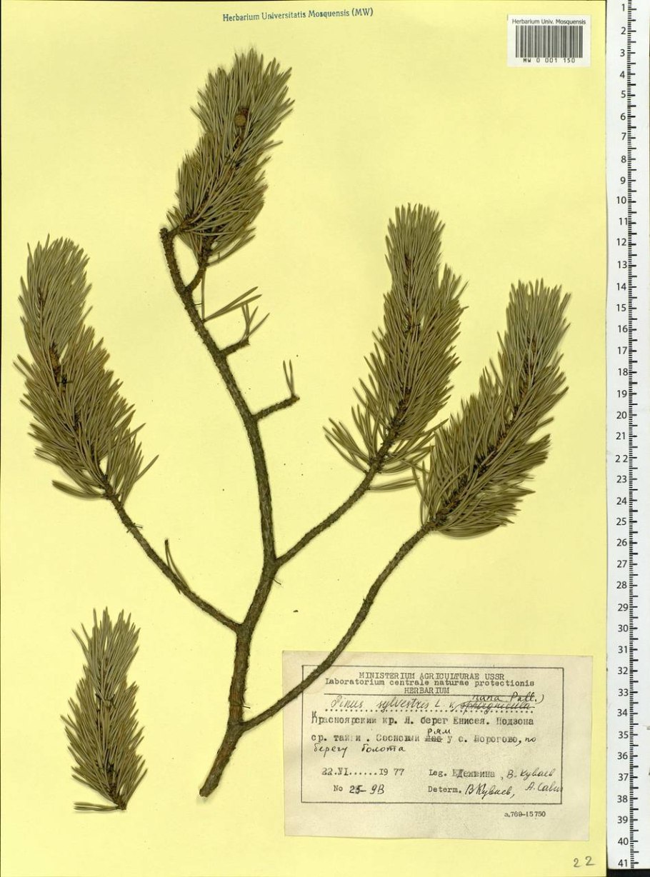 Pinus Sylvestris l. гербарий