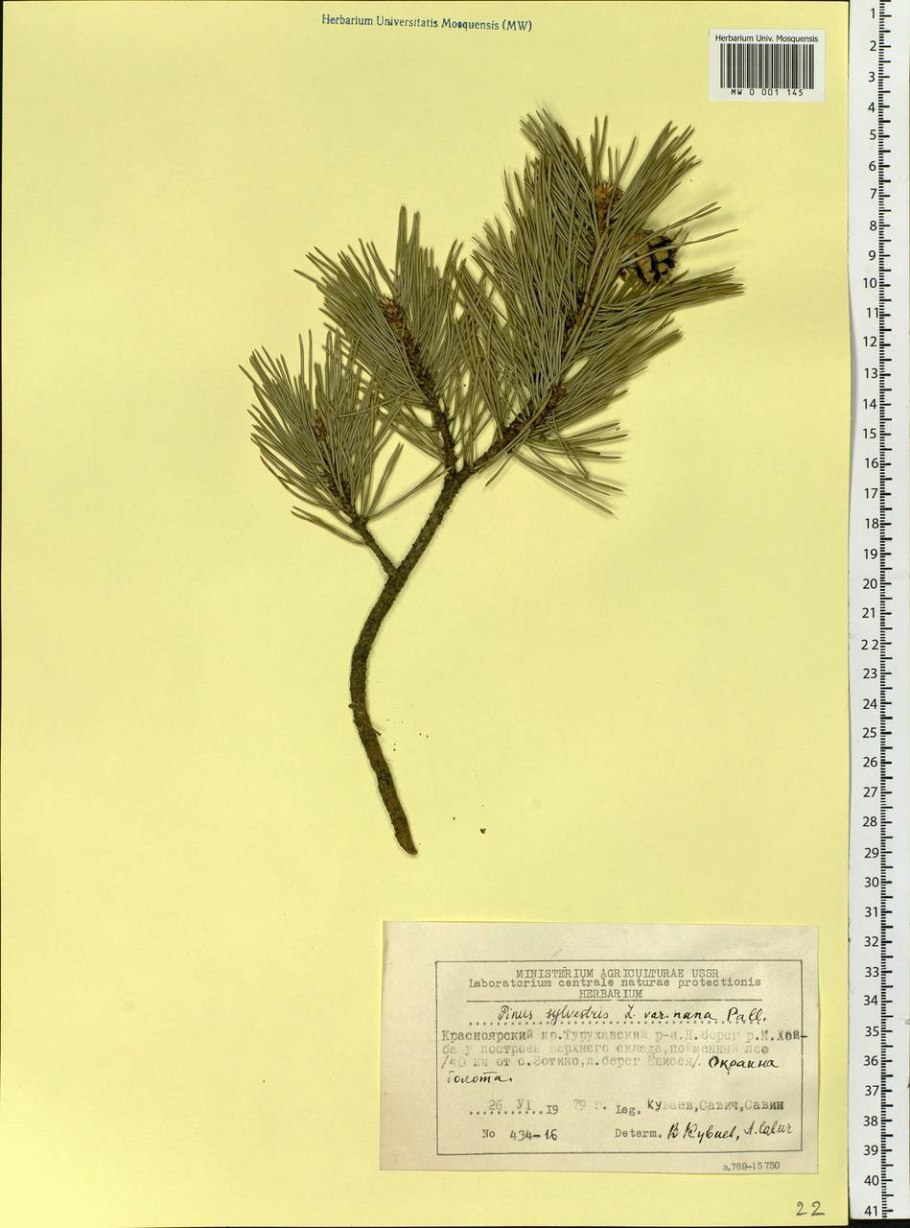 Pinus sibirica Herbarium