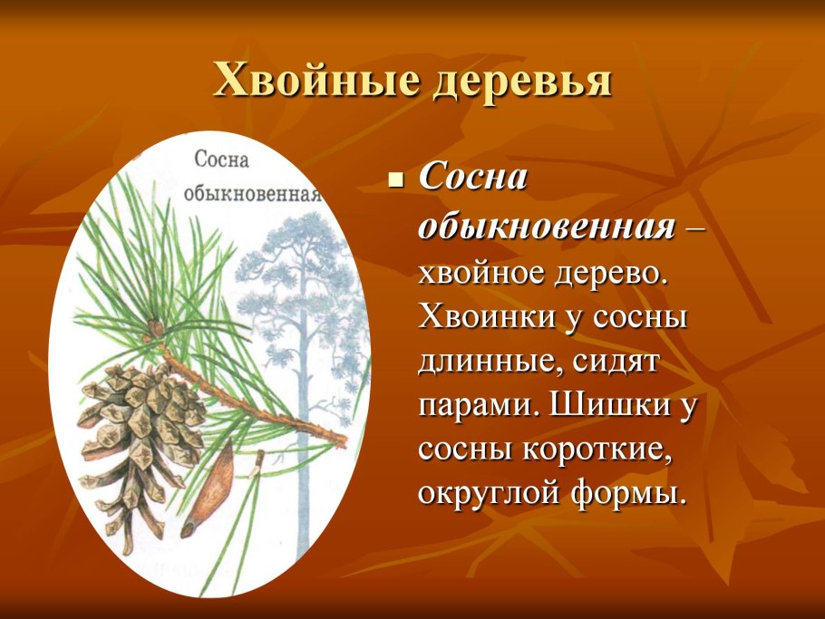 Строение побега и шишки сосны