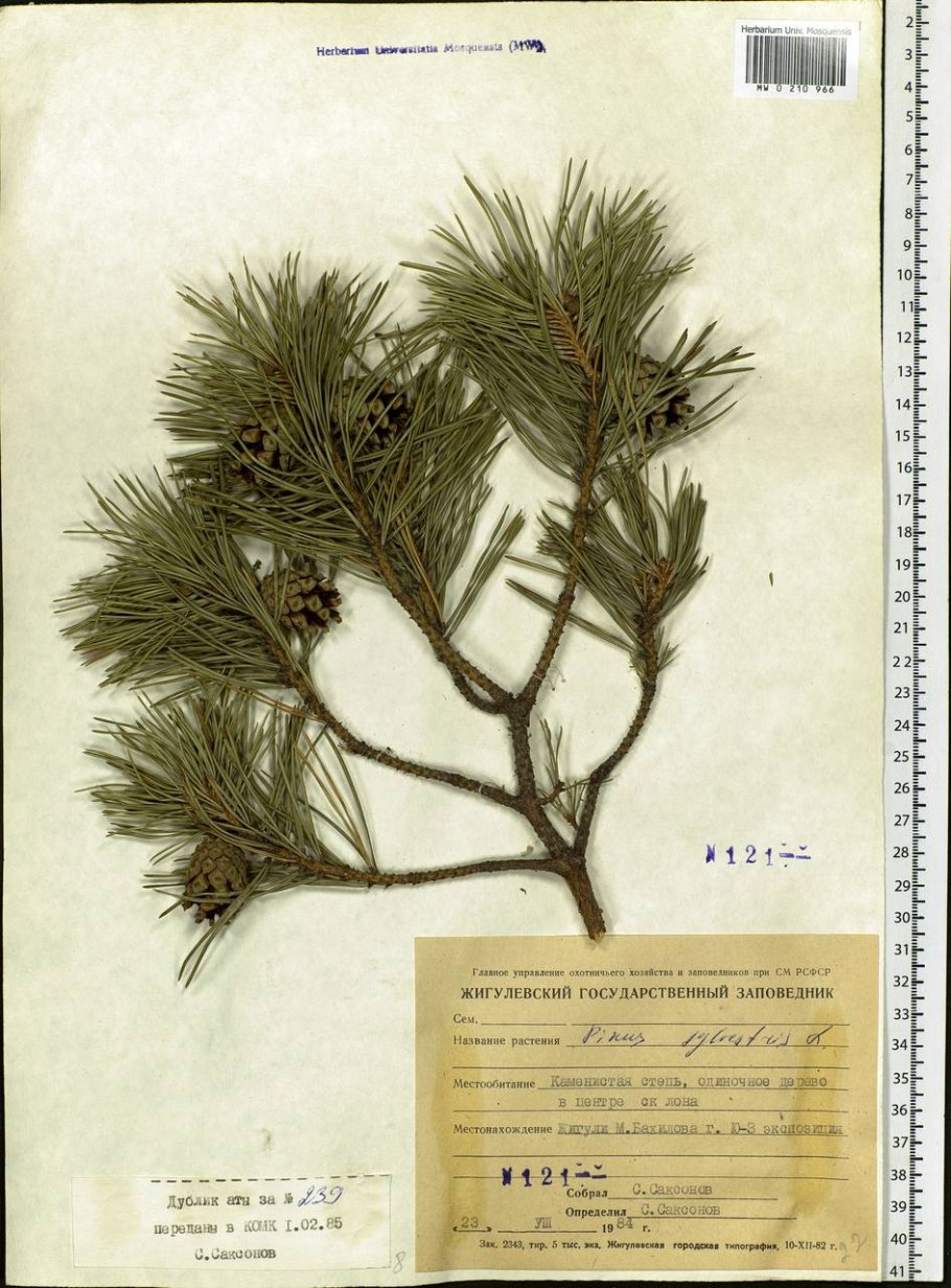 The Scots Pine book