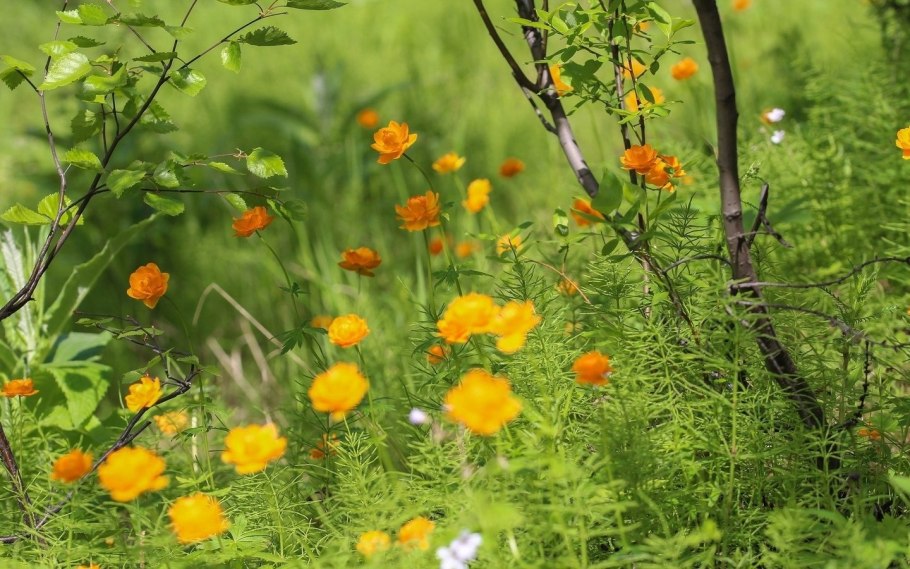 Цветы Урала фото