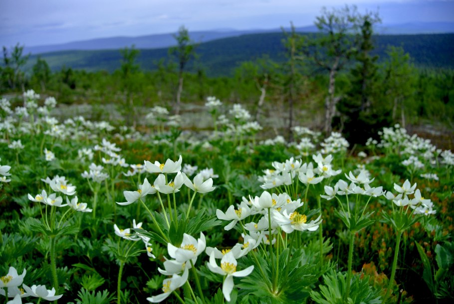 Травы Южного Урала