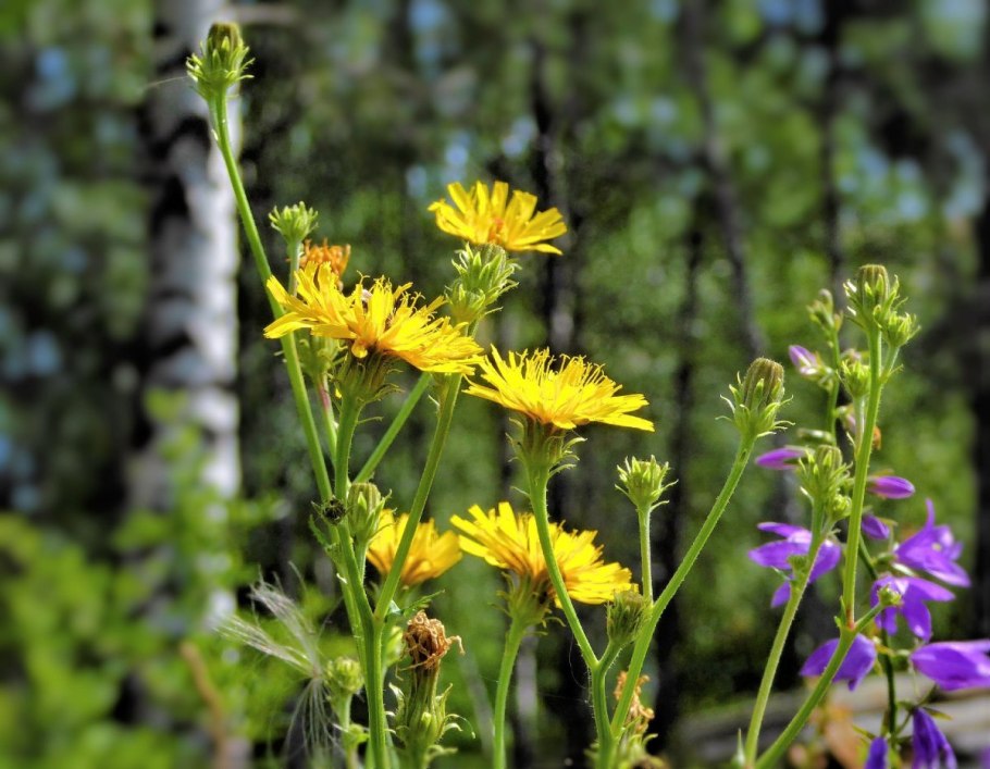 Луговые цветы Южного Урала