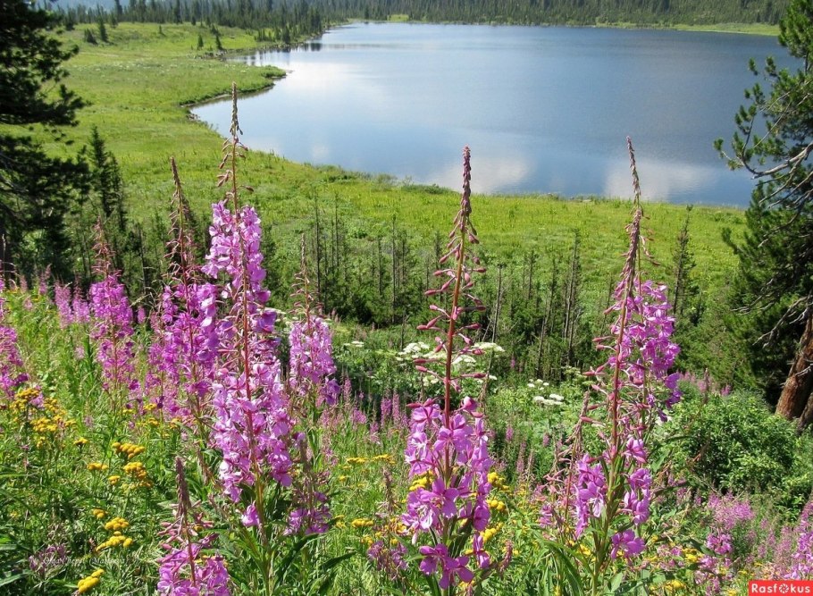 Луговые цветы Южного Урала