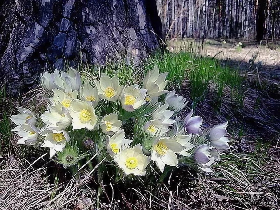 Травы Южного Урала