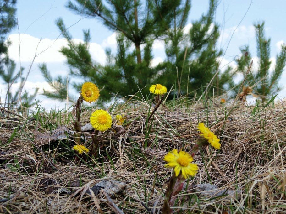 Растение Кузбасский Луговой