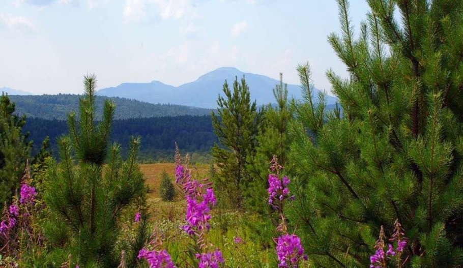 Национальный парк Зюраткуль растительный мир