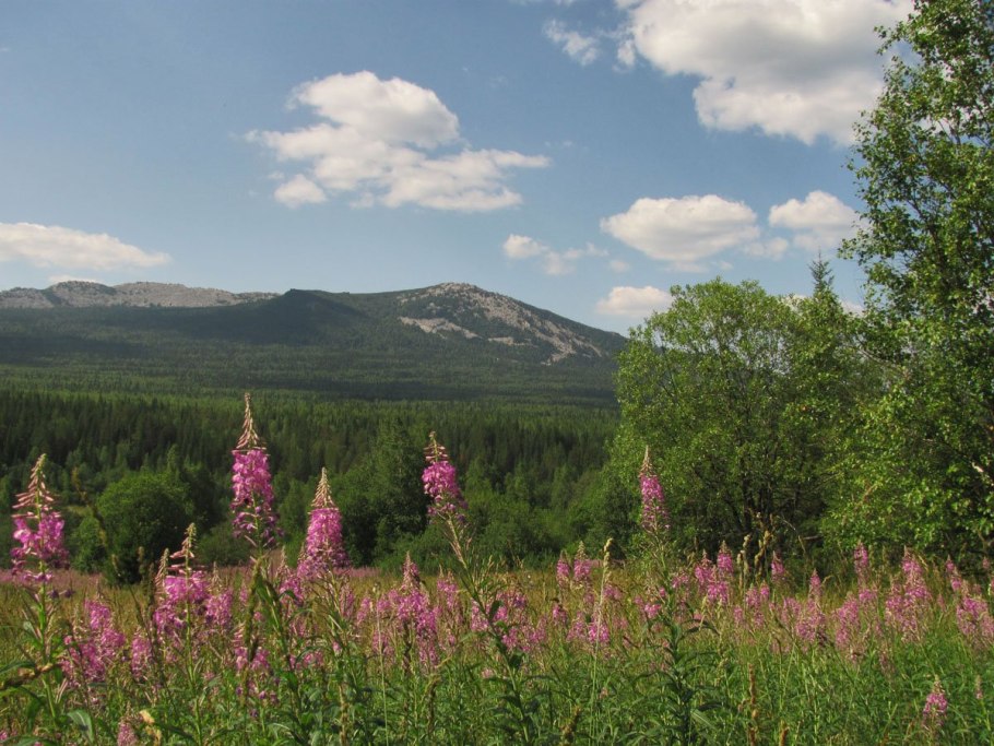 Растения Урала адонис весенний