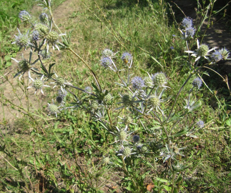 Синеголовник сухоцвет
