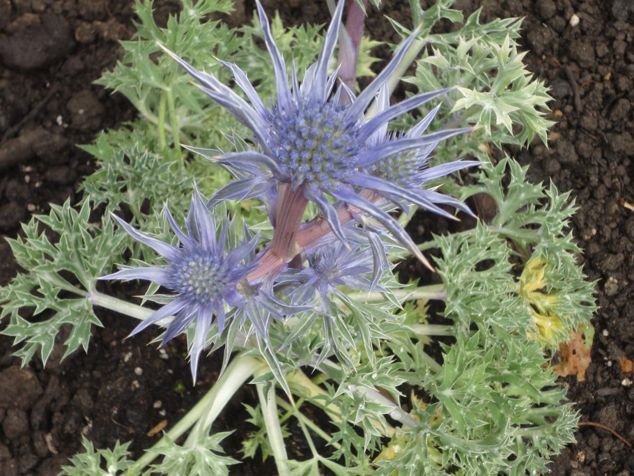 Синеголовник полевой