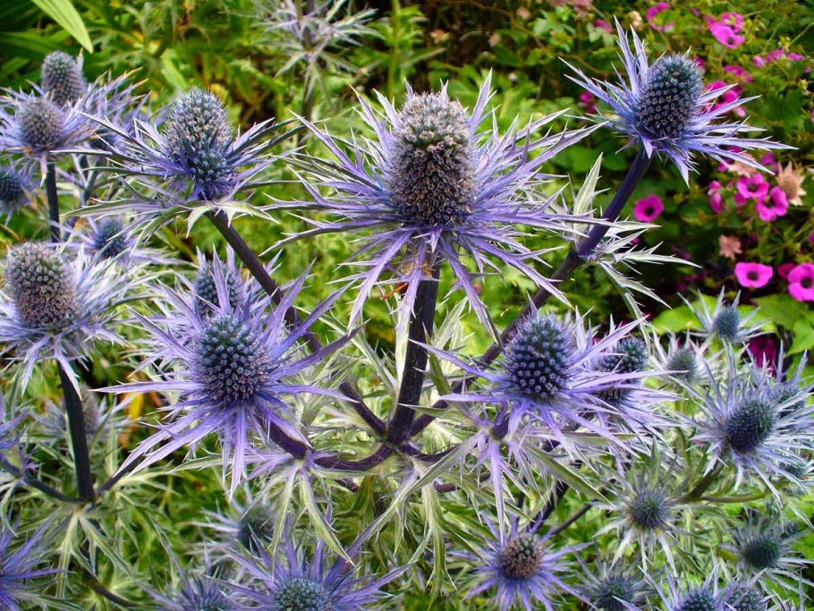Синеголовник Eryngium alpinum
