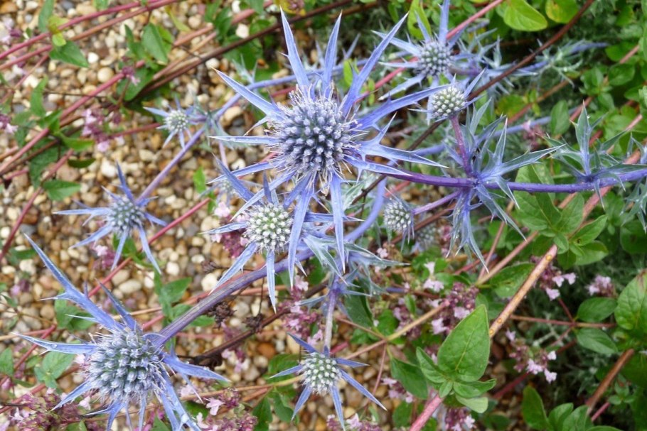 Синеголовник (Eryngium) Вильмотт