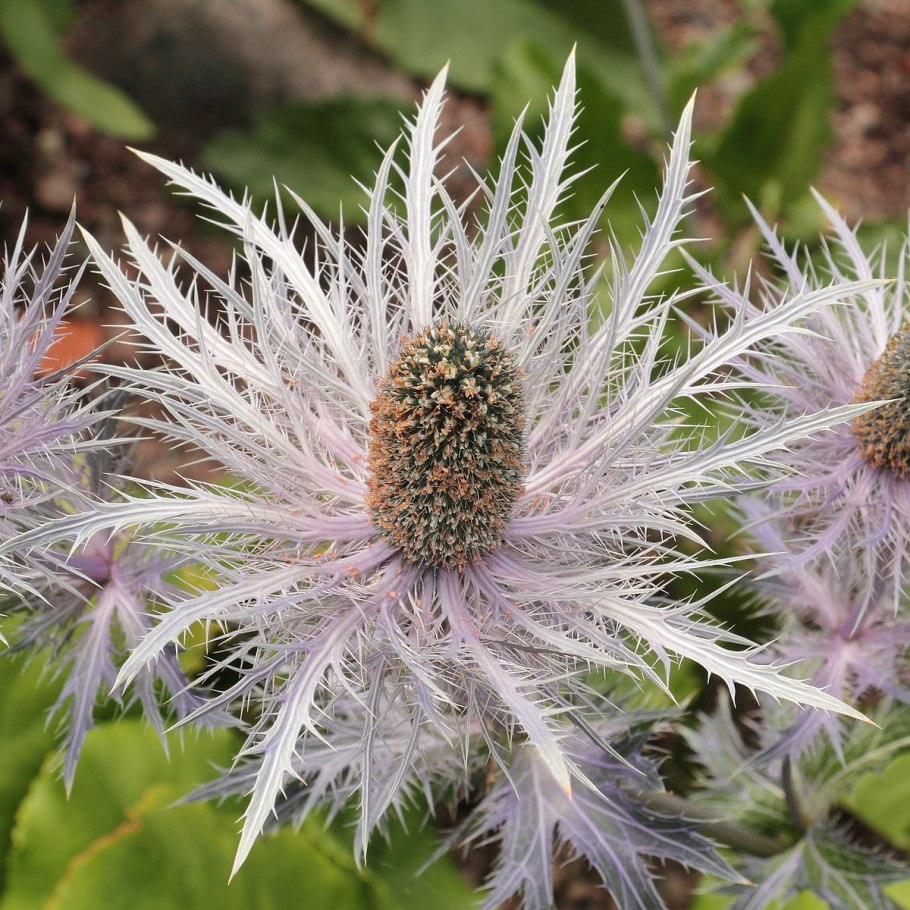 Синеголовник Сибирский