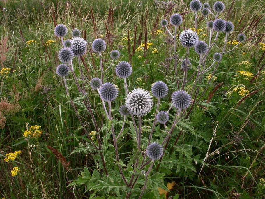Синеголовник (Eryngium)
