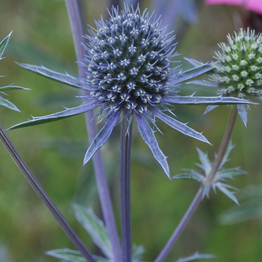 Синеголовник Eryngium alpinum Blue Star