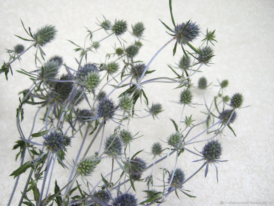 Синеголовник Чертогон