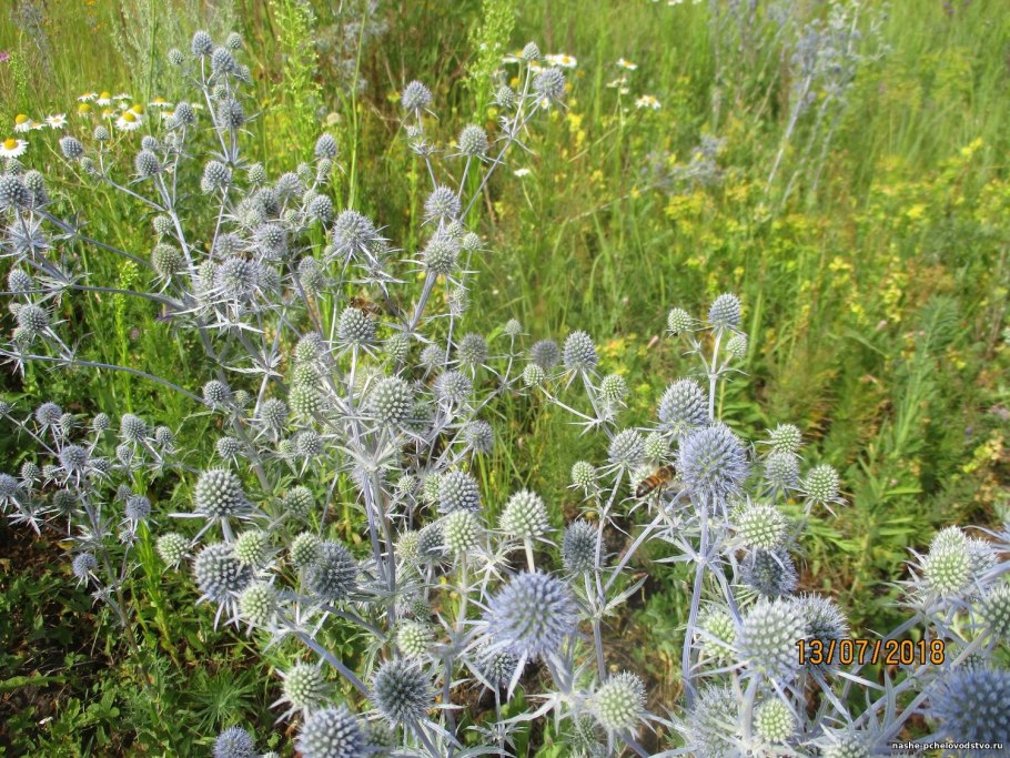 Мордовник обыкновенный Эхинопс