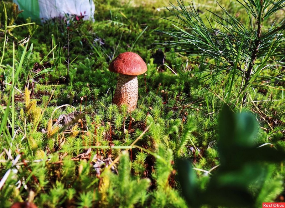 Гриб Боровик Сосновый