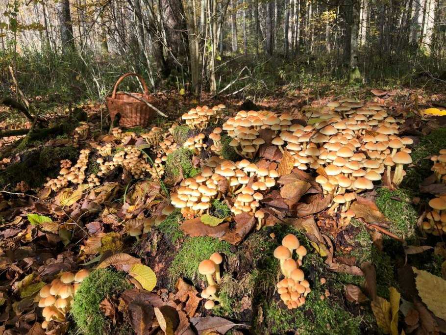 Боровик в Сосновом Бору