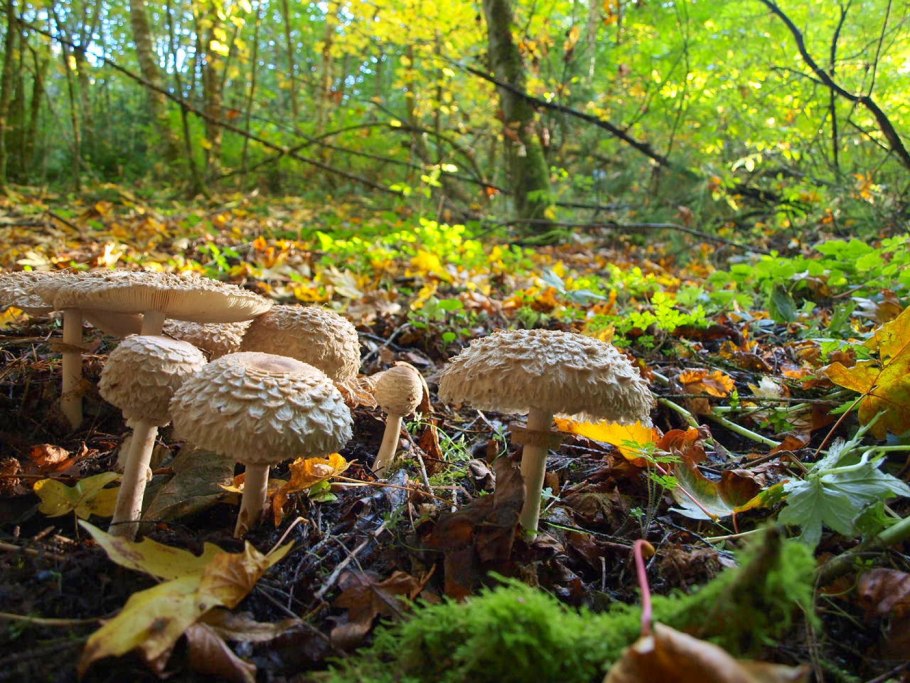 Сибирские опята грибы