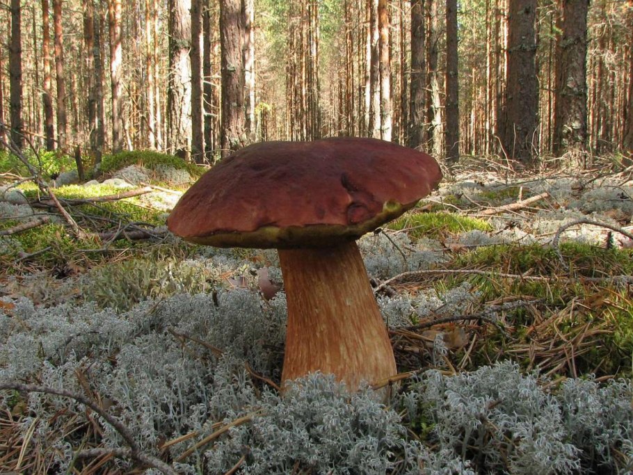 Грибы и ягоды Брянского леса